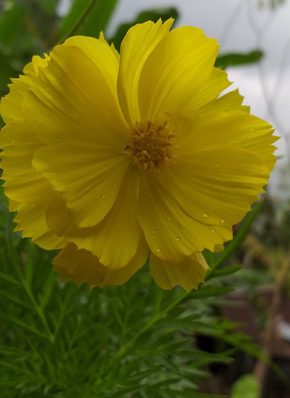 mulhimah profile icon