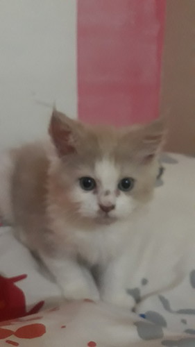 Pelihara kucing selama hamil