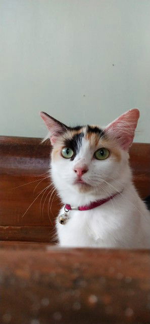 Anjani PKml profile icon