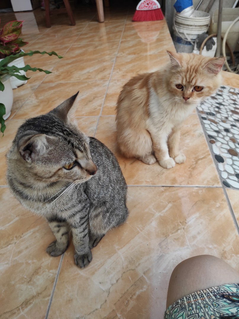 Aprilia Hapsari S profile icon