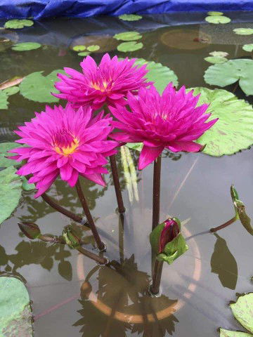 Mẹ Gạo profile icon