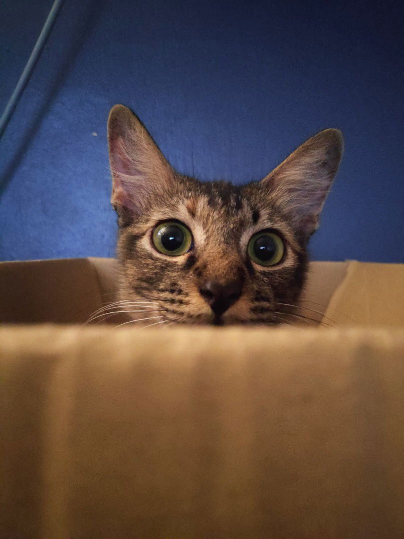 Jee Nasir profile icon