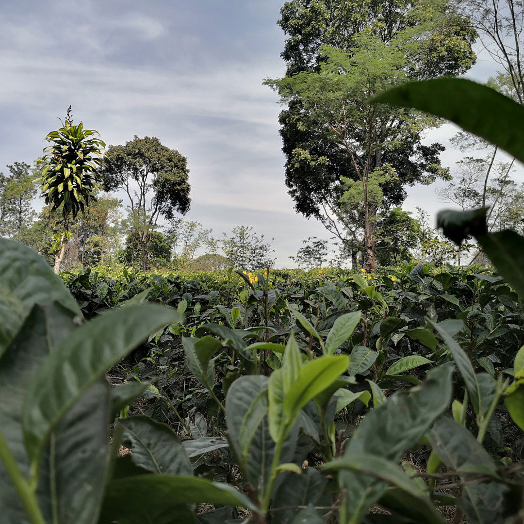 sanmiarjodiningrum H profile icon