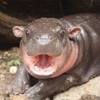 ▼・ᴥ・▼ profile icon