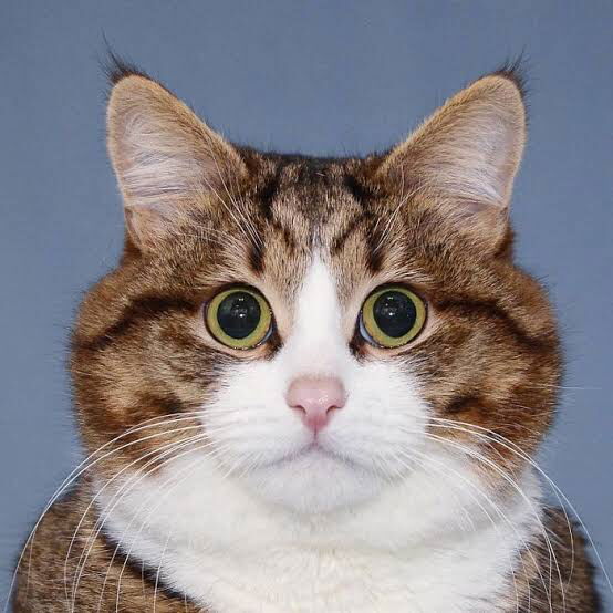 Nacky Hoy profile icon