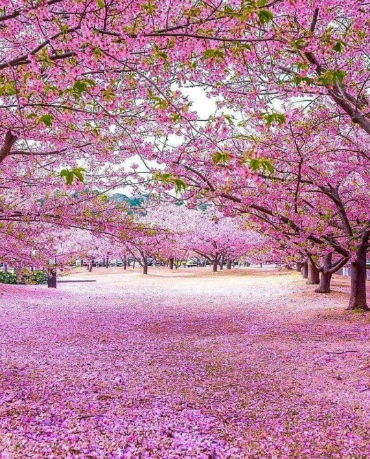 Puspa Nirmala profile icon