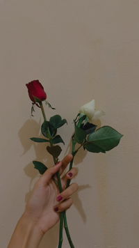 Alobidanayu profile icon