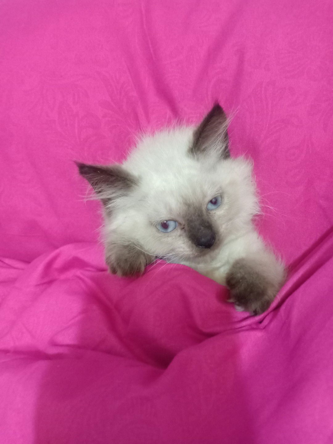 Nurul Safitri profile icon