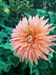 WHENA ROSE LLAGAS profile icon