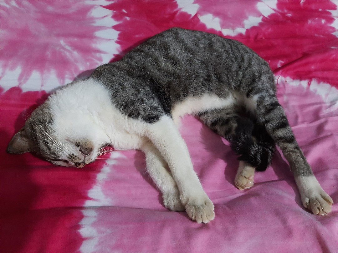 Widhia Tamy profile icon