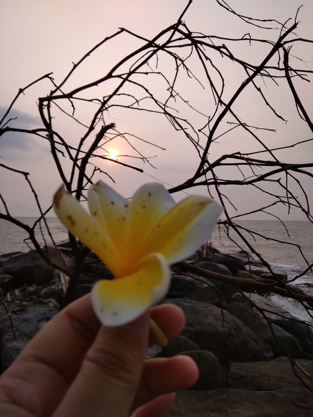 Novia Sundari profile icon