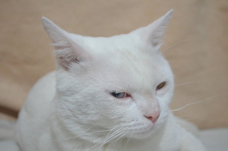 Khunbai profile icon