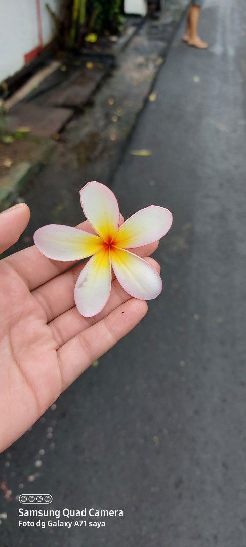 Ayyana Yuii profile icon