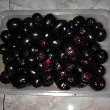 Juwet