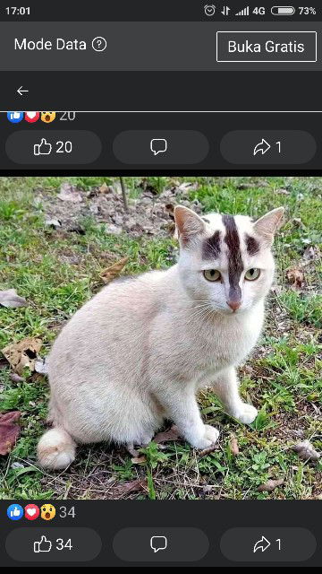 Wulandari profile icon