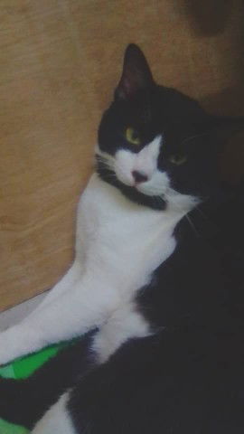 Puteri Hannah Humairah profile icon