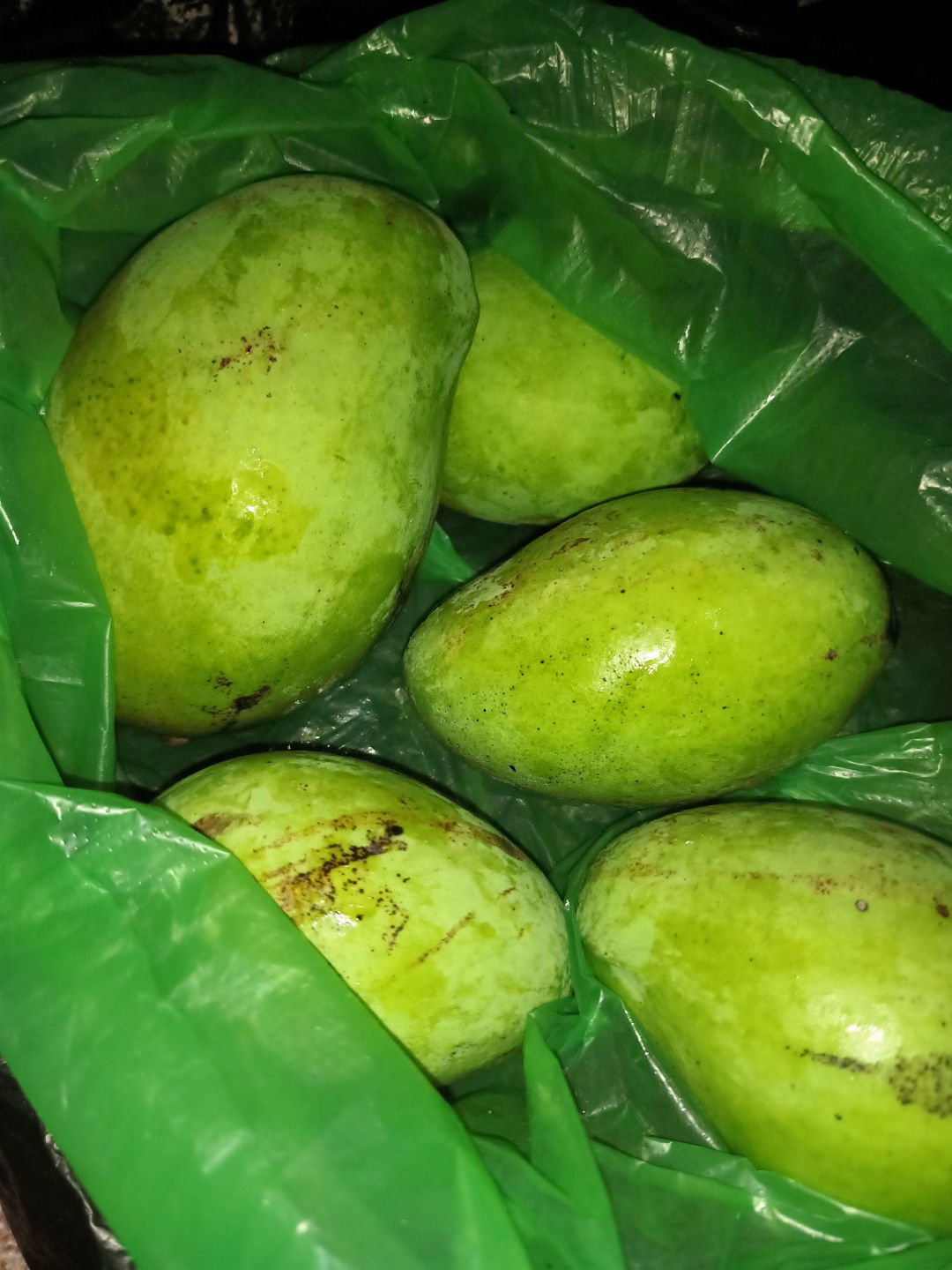mangga muda