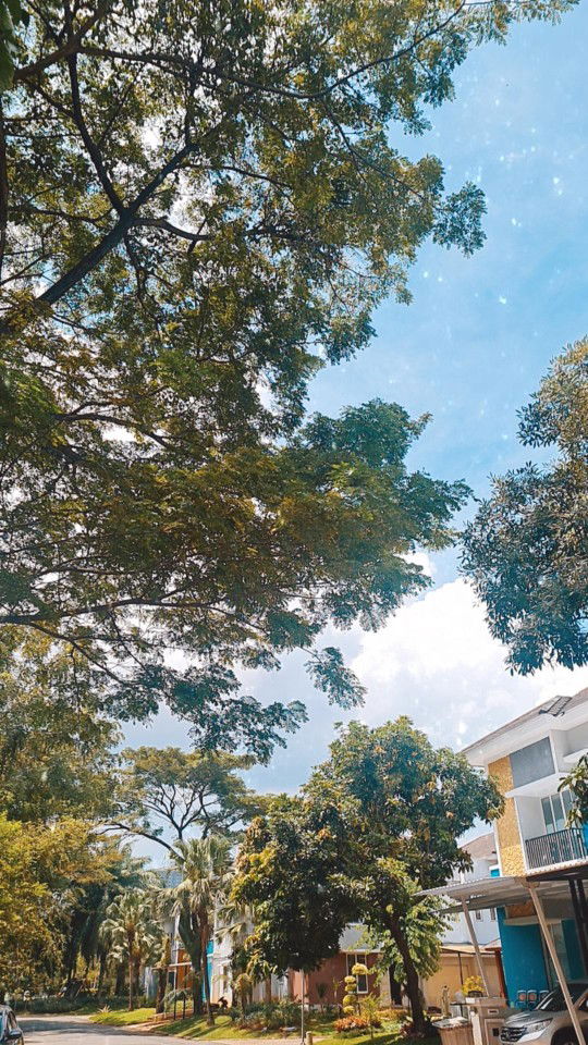 Silviana profile icon