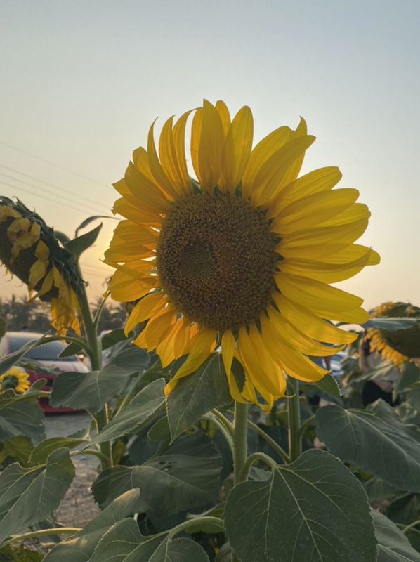 Puiifaii profile icon