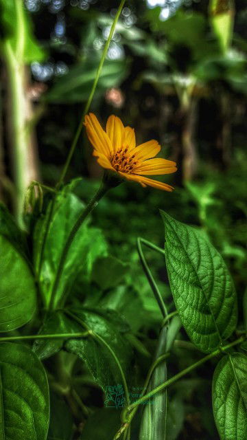 Jumiati Anti profile icon