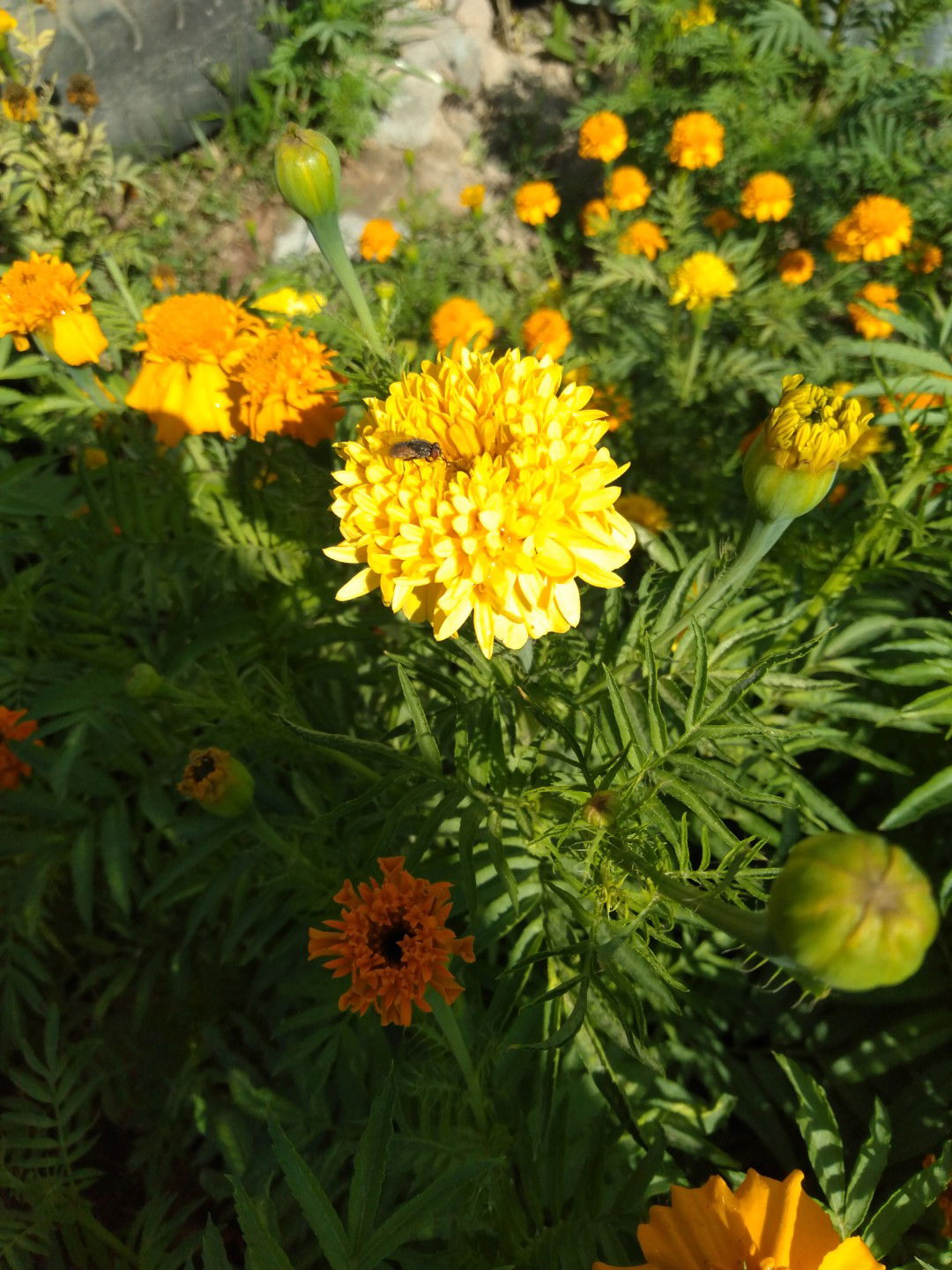 ยุวดี profile icon