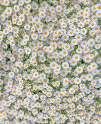 Mommymom profile icon