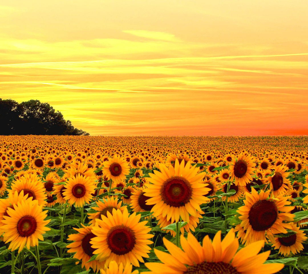 Rose Ann Cortez profile icon