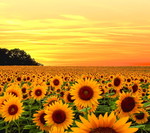 Rose Ann Cortez profile icon