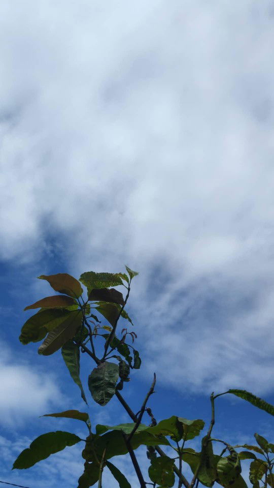 Nia Agustina profile icon