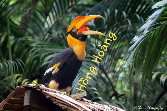 Hog Hoag profile icon