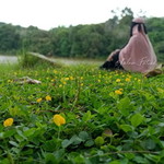 Febriyanti Arani profile icon