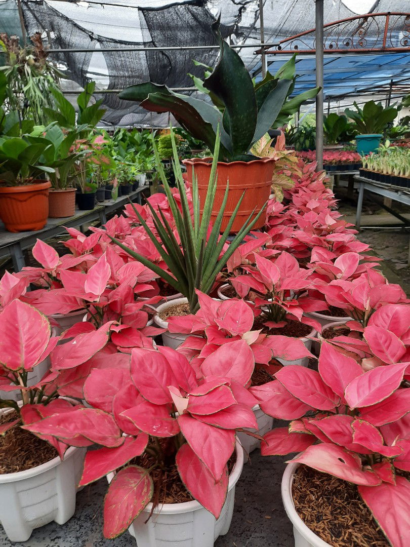 yuni antari profile icon