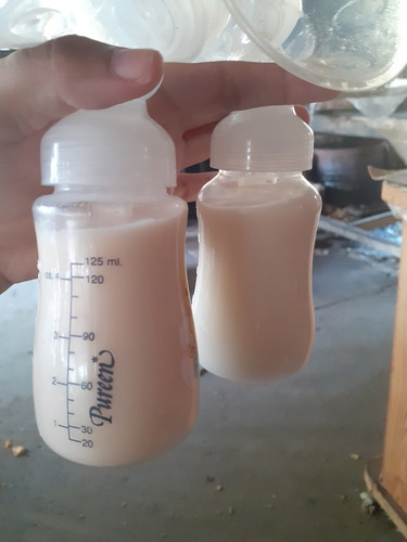 นมสีไข่