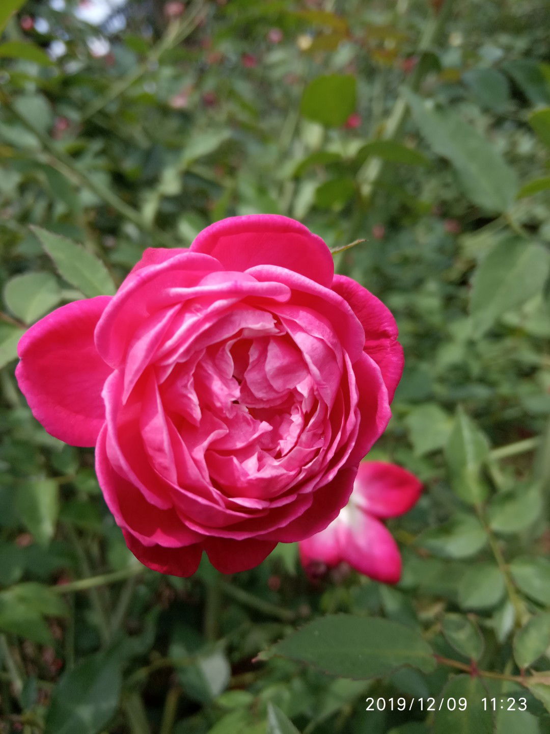 Mila Nadila profile icon