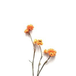 Aimee Joy Angue profile icon