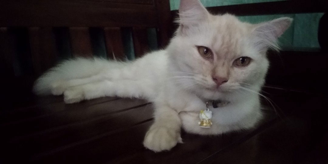 nandini profile icon