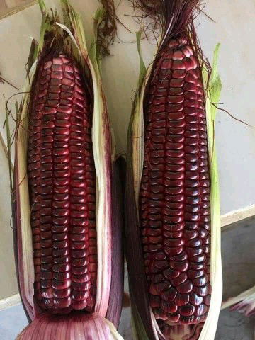 BunRafa profile icon