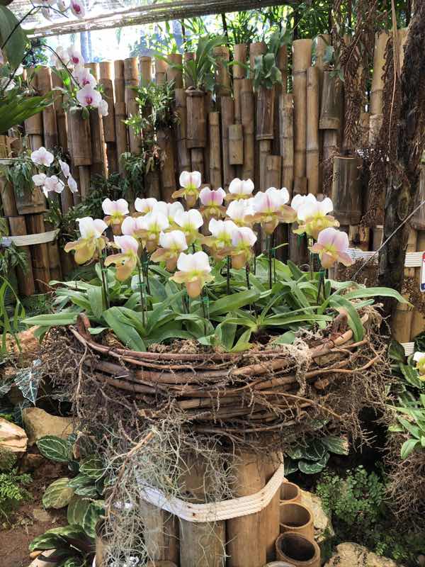 May Piyapat profile icon