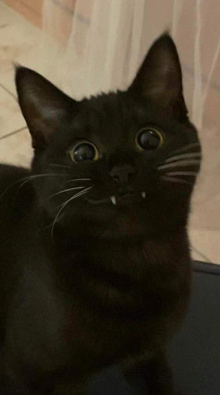 แงว profile icon