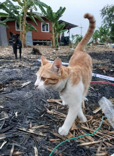 Namthip Boonsak profile icon