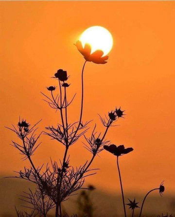 Anis Cubby profile icon