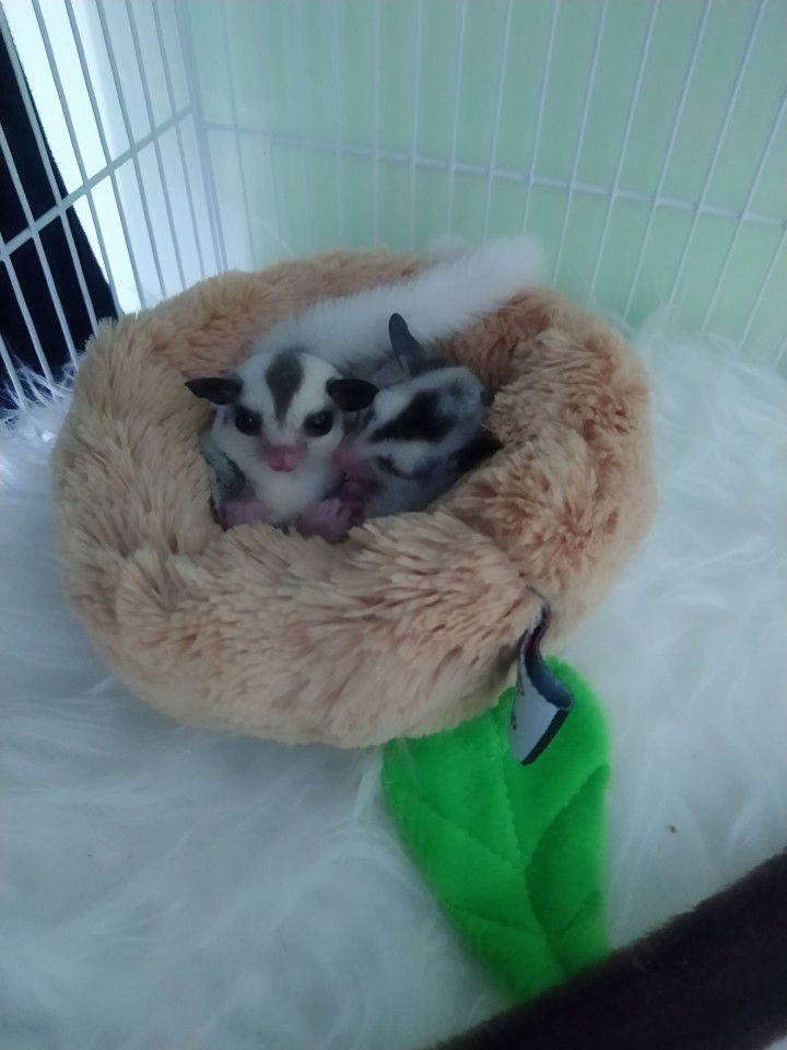 Len kenny nicholas Karibia profile icon