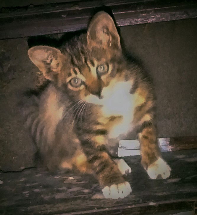 aidan maulana abimanyu profile icon