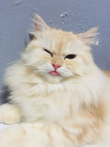 Rahmasari profile icon