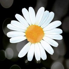 diyarii profile icon