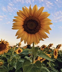 AnonymousMum profile icon