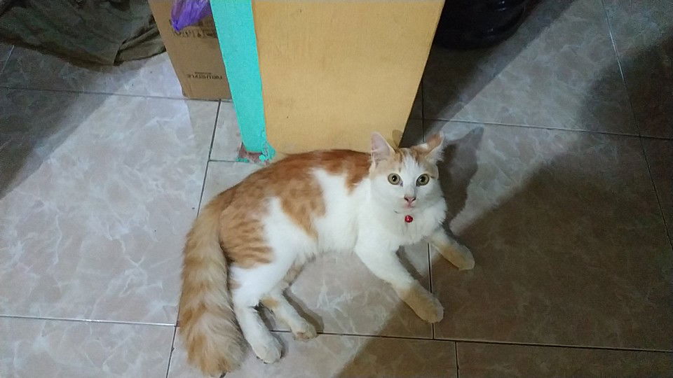 Tri Tamara profile icon