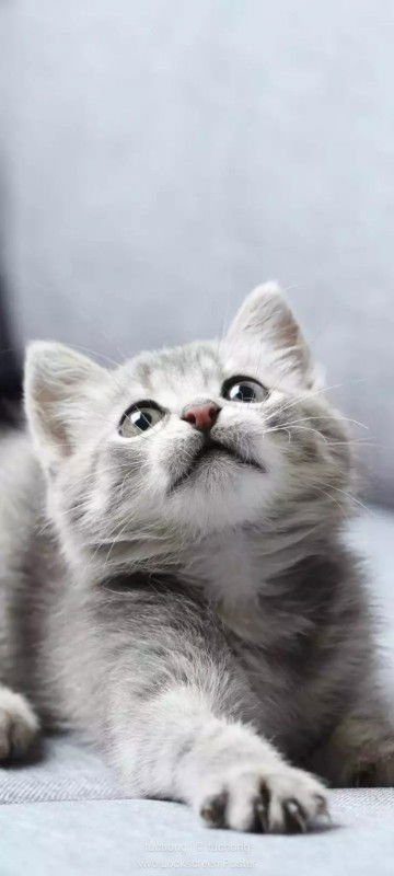 Tae Tae Ni profile icon