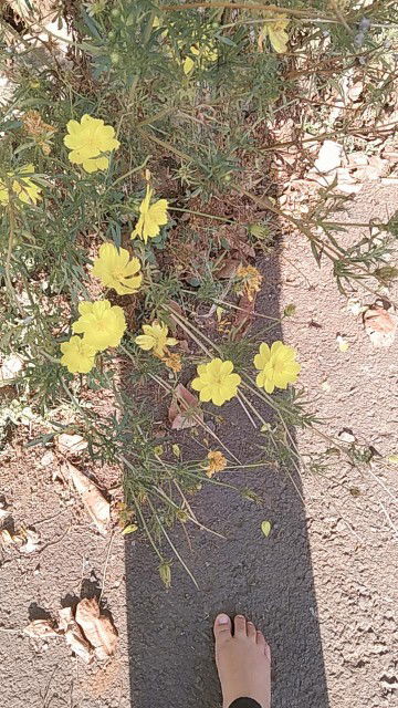 siti Arofatul Muharomah profile icon