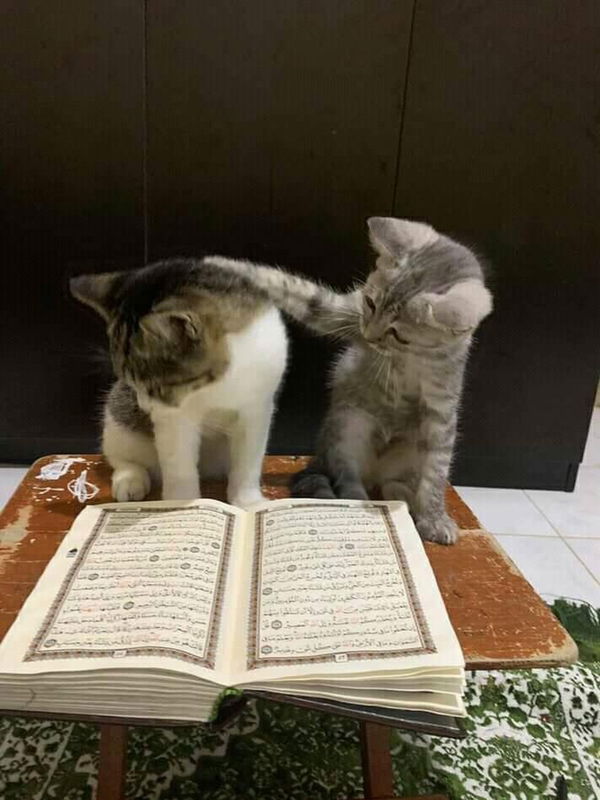 amalia s profile icon